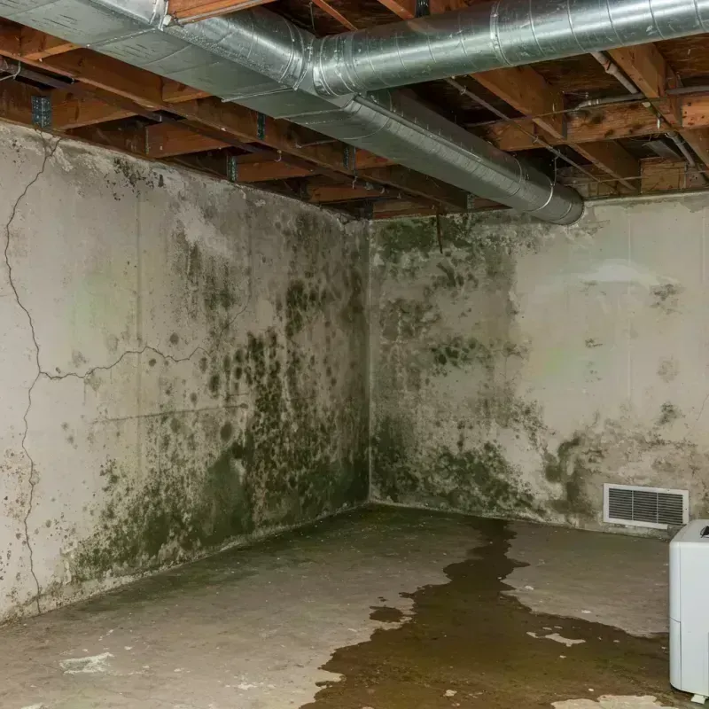 Professional Mold Removal in Holiday Shores, IL